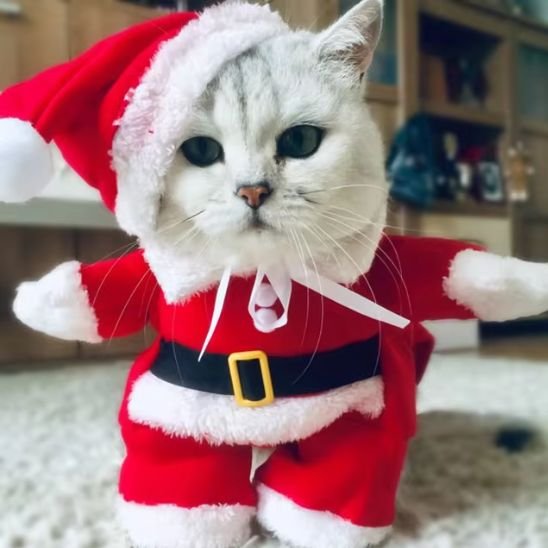 Déguisement de Noël pour chat porté par un chat blanc avec bonnet rouge