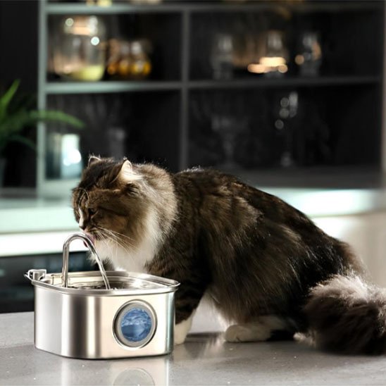 fontaine Ă eau chat silencieuse chat qui boit
