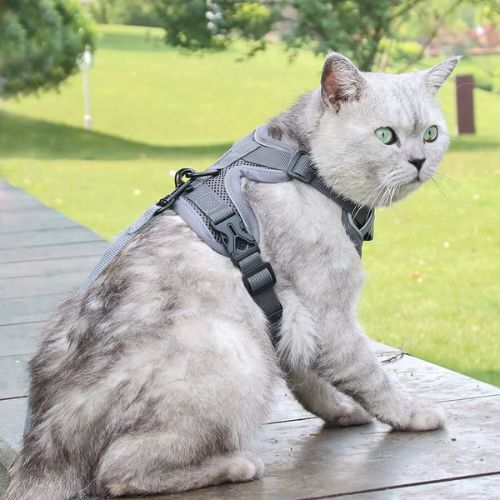 HARNAIS CHAT ANTI FUGUE | ANTI - TRACTION + LAISSE OFFERTE - Leschamour