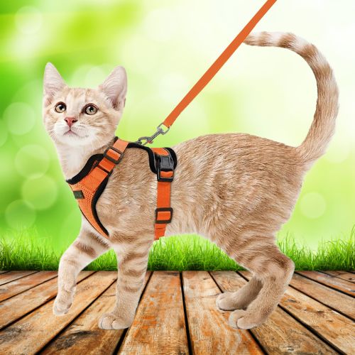 harnais-chat-anti-fugue-orange