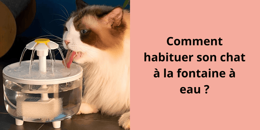 Comment habituer son chat à la fontaine à eau ? - Leschamour