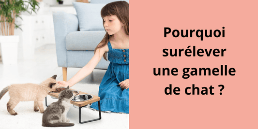 Pourquoi surélever une gamelle de chat ? - Leschamour