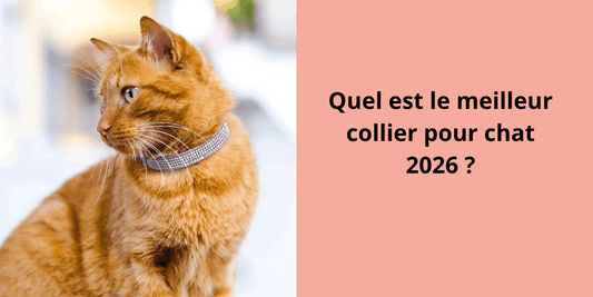 Chat roux portant un collier à strass, illustration du guide de choix d’un collier pour chat en 2026