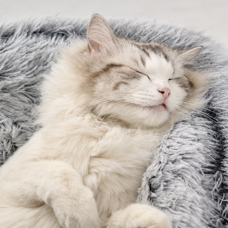 Panier chat cocon gris avec gros plan d’un chat endormi.