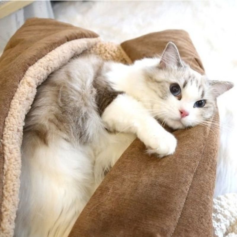Cocon pour chat beige avec un chat gris et blanc blotti dans la doublure.
