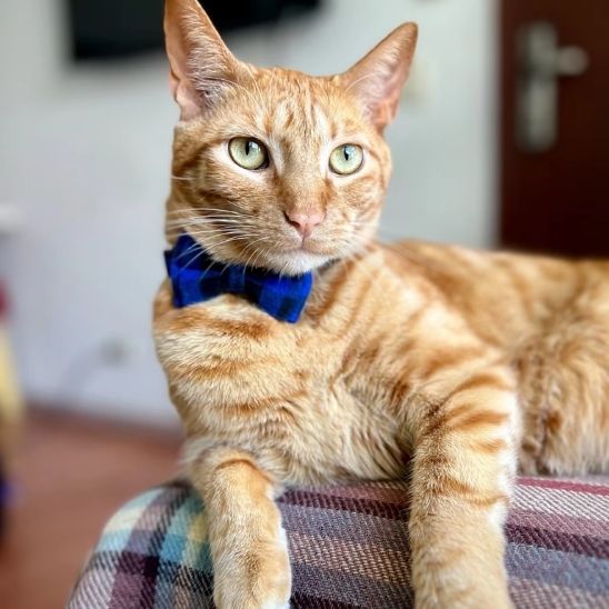 collier-anti-etranglement-pour-chat-bleu