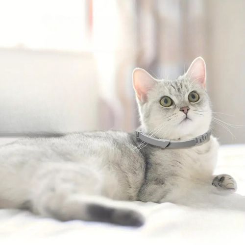 collier-anti-stress-chat-gris