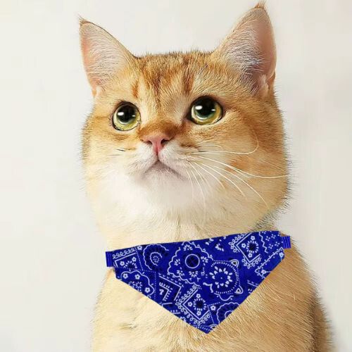 collier-chat-bleu
