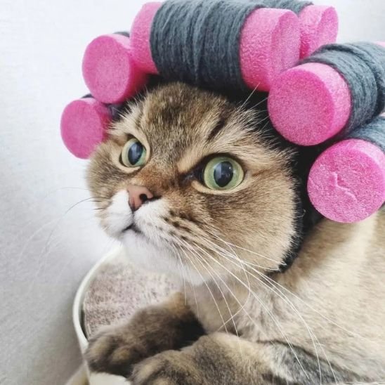 déguisement-pour-chat-bigoudis