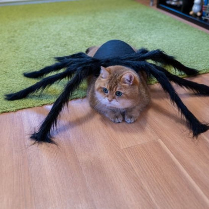 Déguisement pour-chat-Halloween-araignée-géante