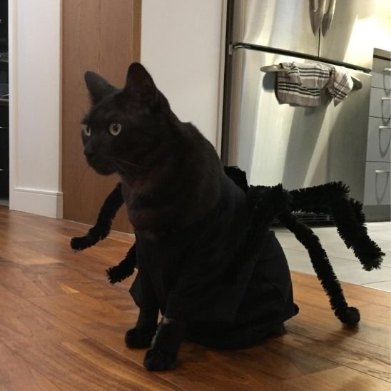 Déguisement-pour-chat-Halloween-araignée