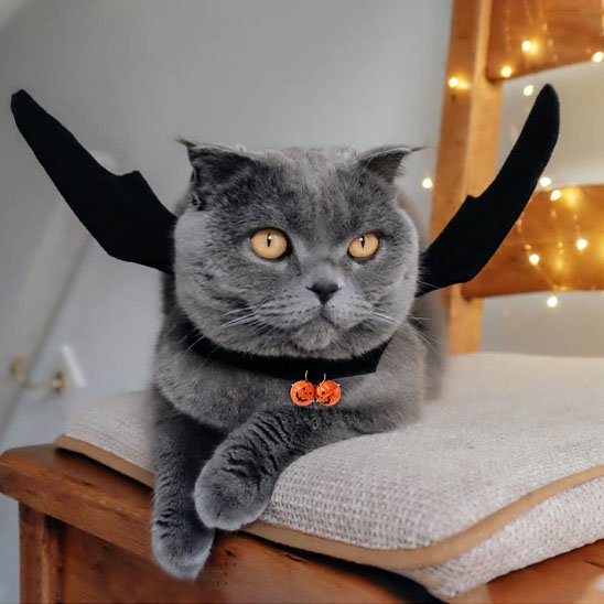 Déguisement-pour-chat-halloween-chauve souris-citrouille