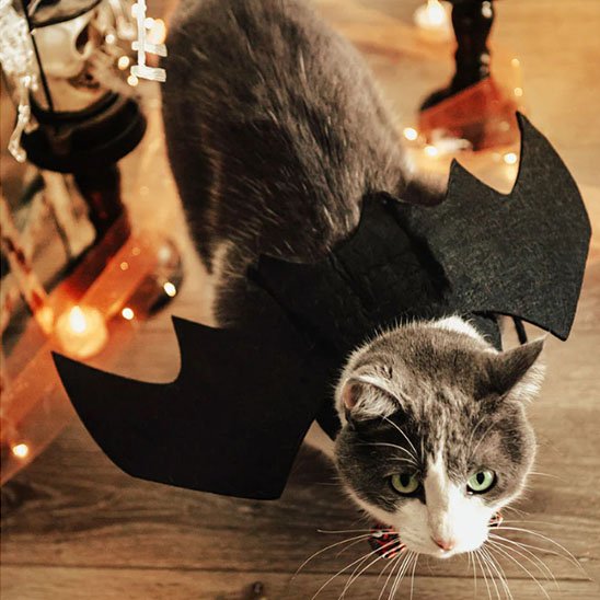 Déguisement-pour-chat-halloween-chauve souris-mignon