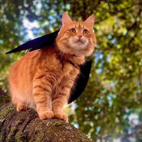 Déguisement-pour-chat-halloween-chauve souris-noir