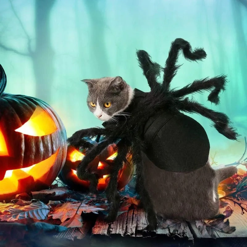 déguisement-pour-chat-halloween-citrouille