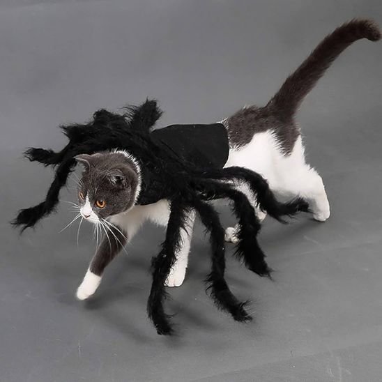 déguisement-pour-chat-halloween-frisson