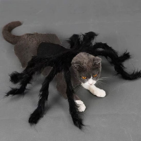 Déguisement-pour-chat-Halloween-velours-noir