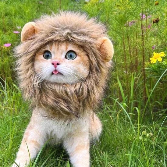 Déguisement-pour-chat-lion-chapeau