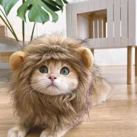 Déguisement pour chat lion Halloween
