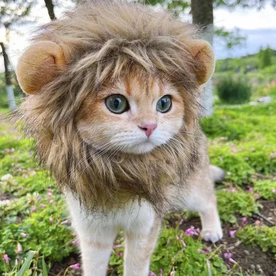 Déguisement-pour-chat-lion-mignon
