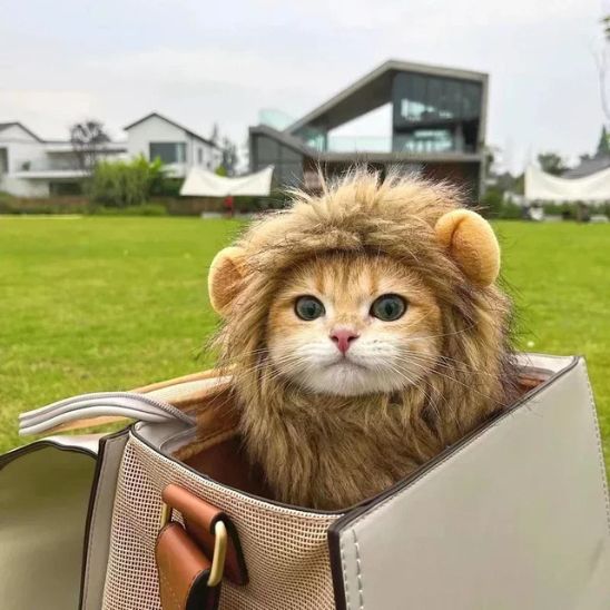 Déguisement-pour-chat-lion-perruque
