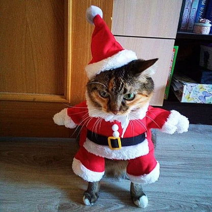 Déguisement de Noël pour chat porté par un chat tigré, avec bonnet et ceinture noire