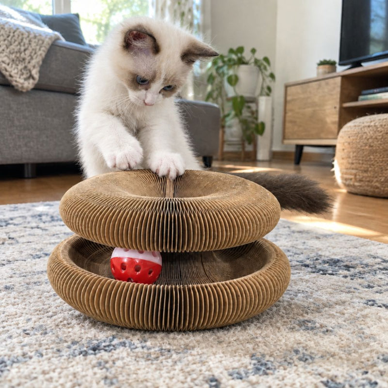 Chaton blanc jouant sur le griffoir chat carton GRIFFTOY avec balle rouge