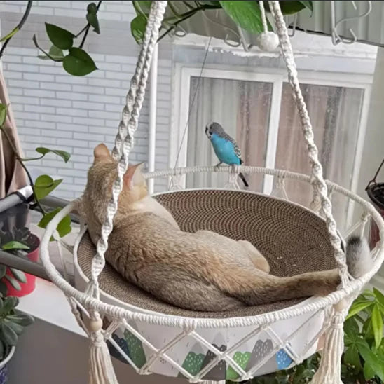hamac-pour-chat-observatoire