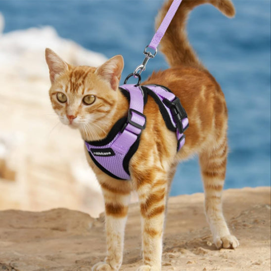 harnais-chat-anti-fugue-violet