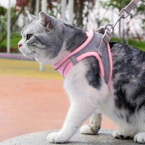Harnais maine coon gilet rose