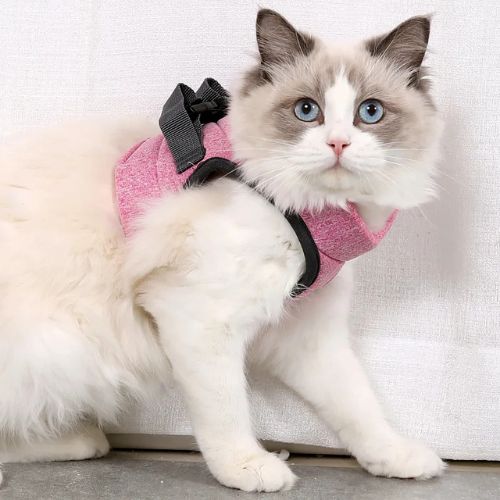 HARNAIS POUR CHATON | GILET + LAISSE OFFERTE - Leschamour
