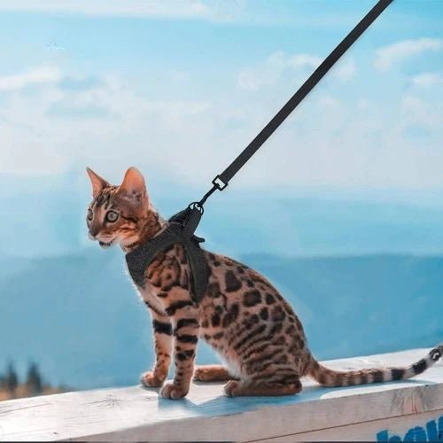 HARNAIS POUR CHATON | GILET + LAISSE OFFERTE - Leschamour