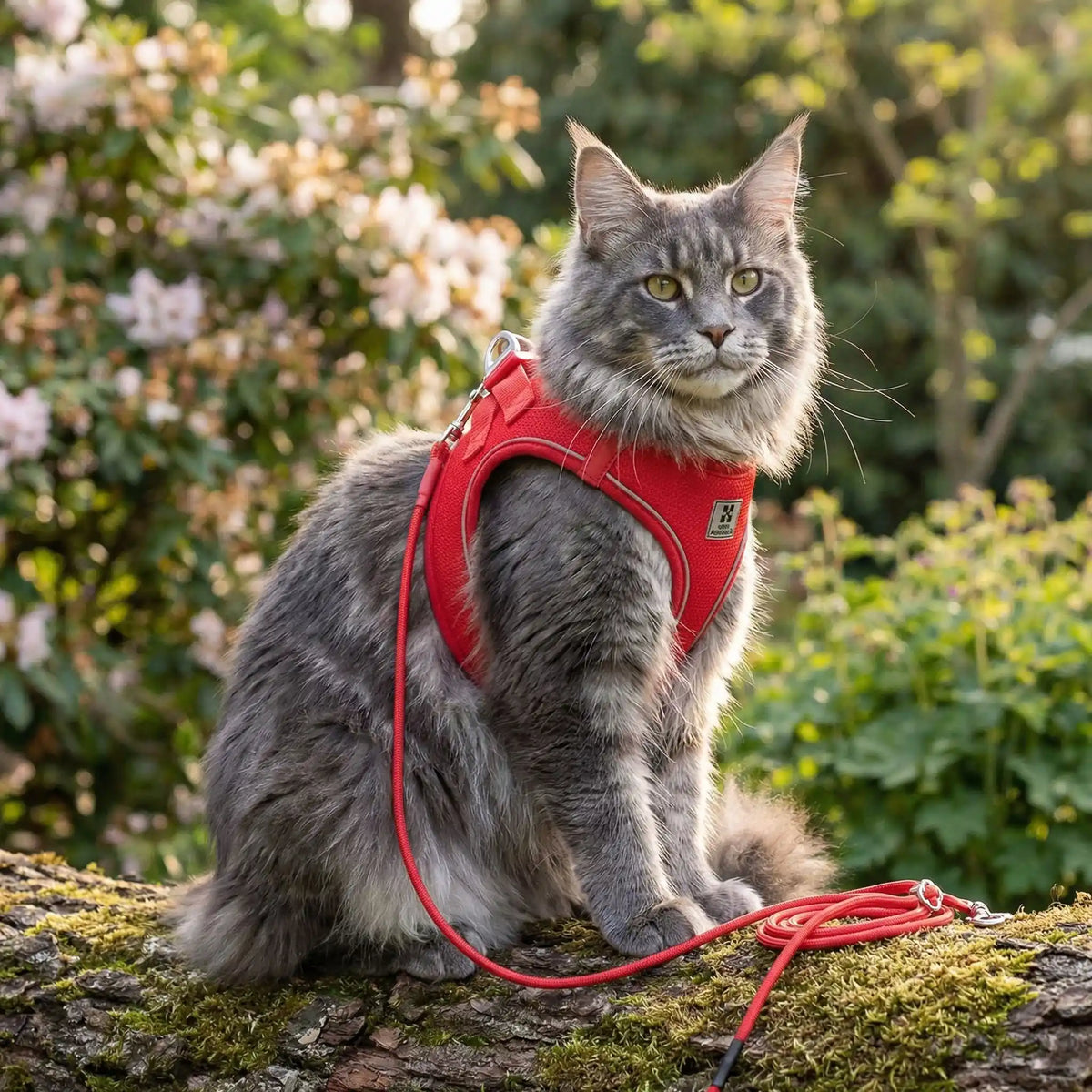 harnais pour maine coon rouge anti-fugue